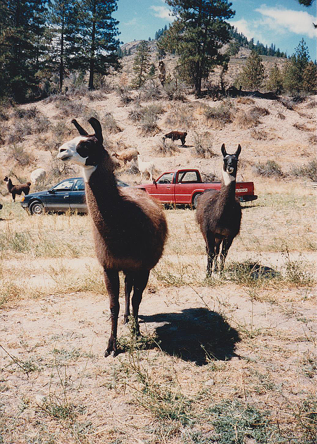 1987 Llamas, Our carving companions